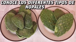 Conoce Los Tipos De Nopales Para Cocinar | Variedades de nopales