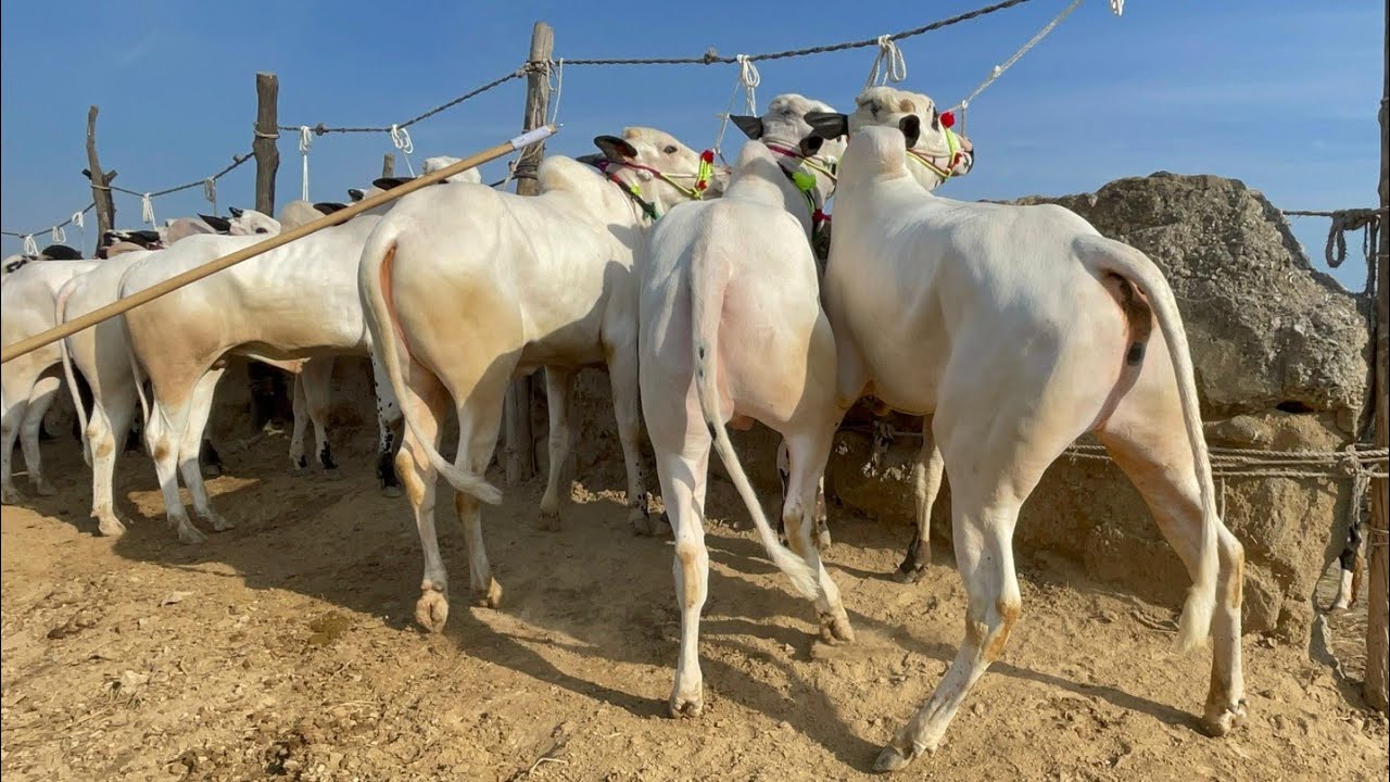 Mandra mandi Rawat 11/02/2026 последнее обновление ll Часть 2 ll domail mandi ll jamil tv ll