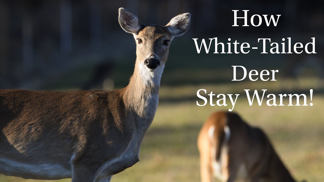 How Do Whitetailed Deer Stay Warm During The Winter? Appalachia