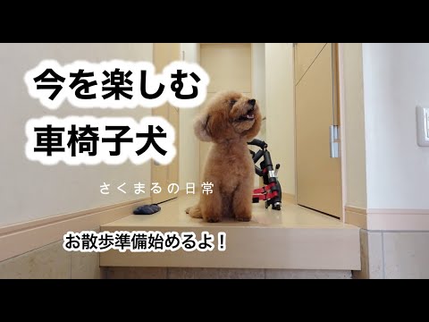 車椅子装着！！お散歩行くよ【トイプードル】 - YouTube