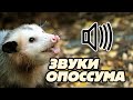 Звук опоссума/opossum sound