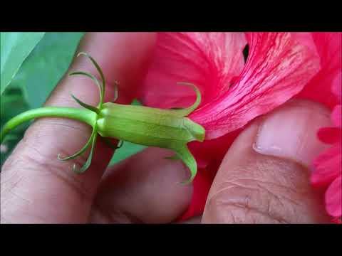 Ciri-ciri Morfologi Bunga Raya atau Kembang Sepatu (Hibiscus rosa-sinensis L.)