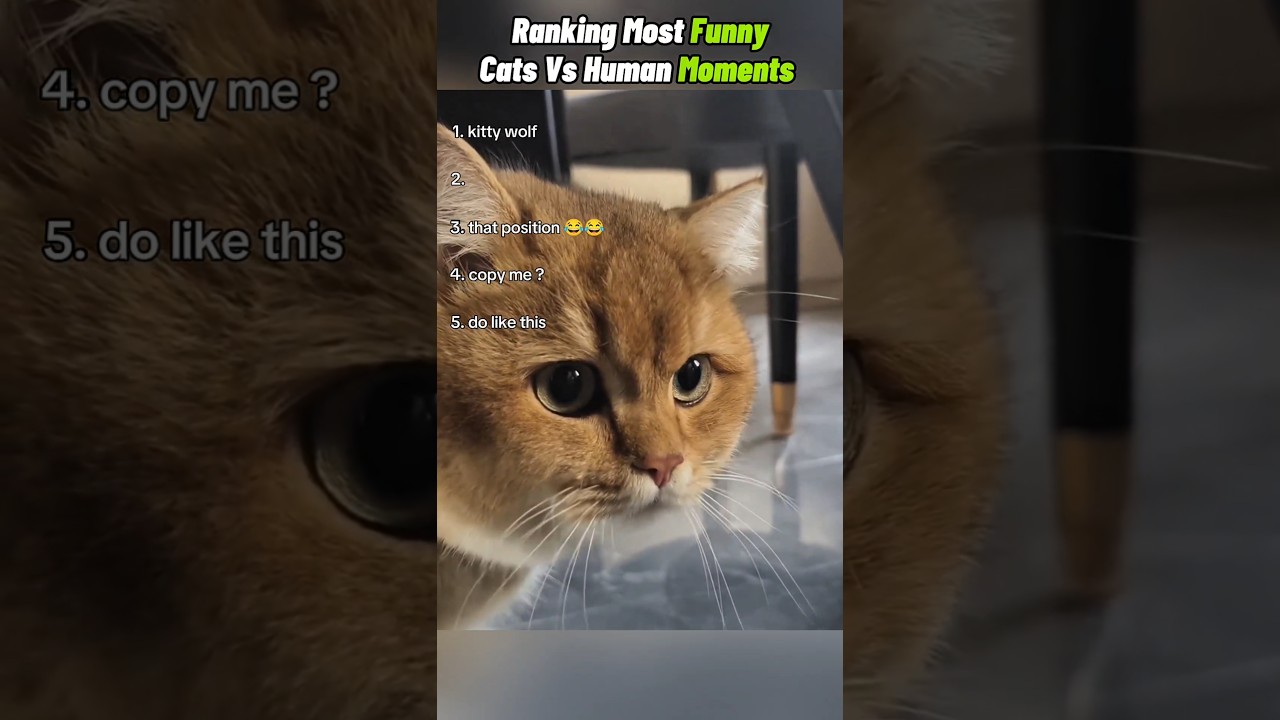 Cats Acting Like Humans 😂😺 Try Not To Laugh 😂😹 