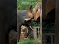 How do Elephants Say Hello to each other? #science #research #biology #elephants