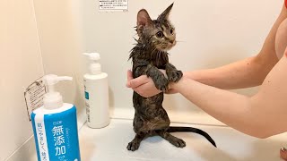お風呂が嬉しくて立ちながらシャンプーされてしまった子猫w