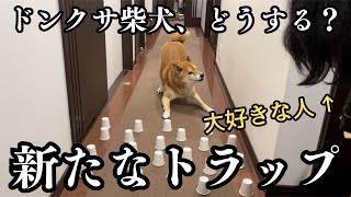 【歓喜】大好きな人が現れて、覚醒するドンクサ柴犬