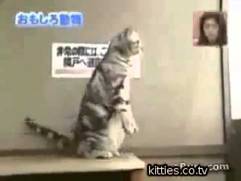 funny-japanese-cat---most-hillarious-cat-ever