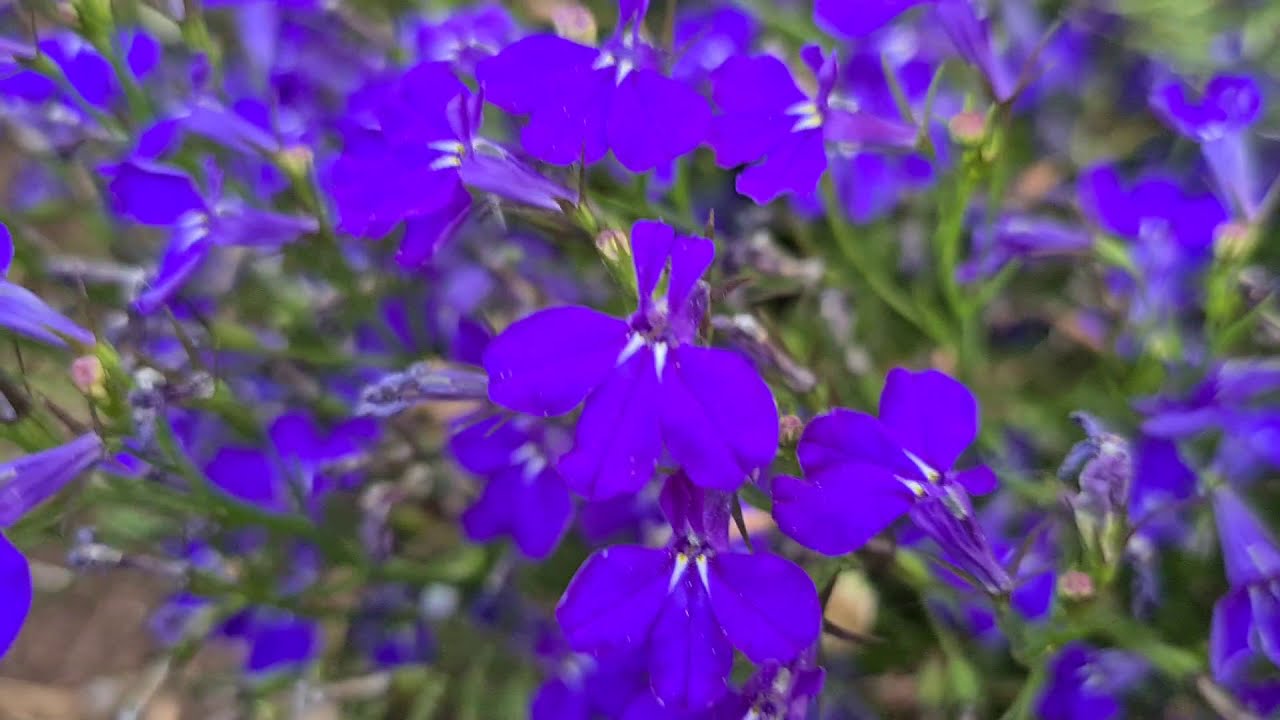 לובליה שרועה Lobelia Erinus Youtube לובליה שרועה Lobelia Erinus Youtube