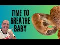 What Happen During a Baby&#39;s First Breath?