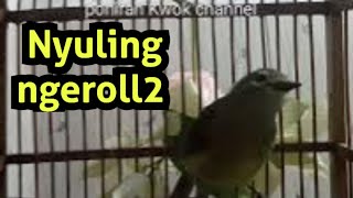 Suara Opior Jawa Nyuling ngeroll2 Bagus untuk Pancingan @ponirankwokchannel