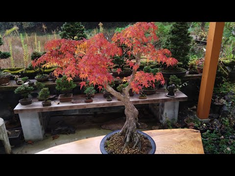 野菜畑の片隅で育てたイロハモミジ(2025) ♯688 - YouTube