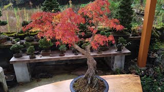 野菜畑の片隅で育てたイロハモミジ(2025) ♯688 - YouTube