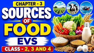 Sources of Food // Chapter // EVS // Class 2, 3, and 4