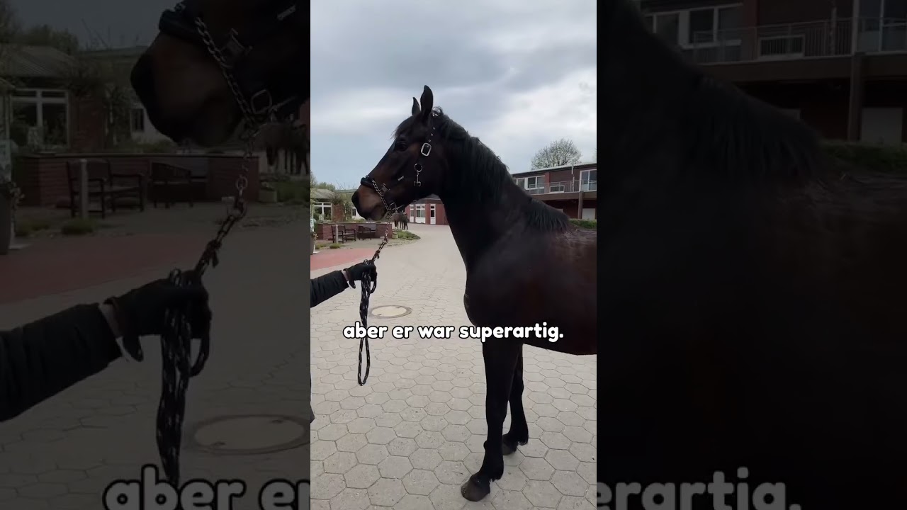 Unser Besuch in der Pferdeklinik Bargteheide 🥺🐴 Mein junges Pferd lahmt | Teil 2