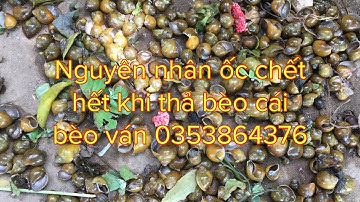 Nguyên nhân ốc nhồi giống bị chết  hết do bèo và cách sử lý (0353864376)