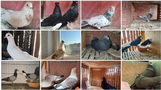 متاح مجموعه حمام كشك وغزار وعبسي ولاحم وبكستاني وزاجل وجميع انواع الحمام موجوده