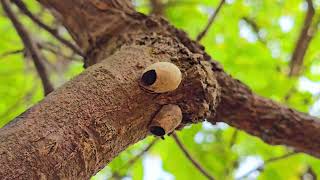Feel the Peace 🌿 | Beautiful Tree Cinematic Shots | Relaxing Nature Film