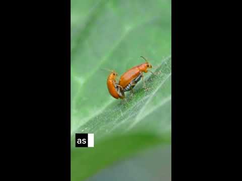 Video: Kaip dauginasi skruzdėlės?