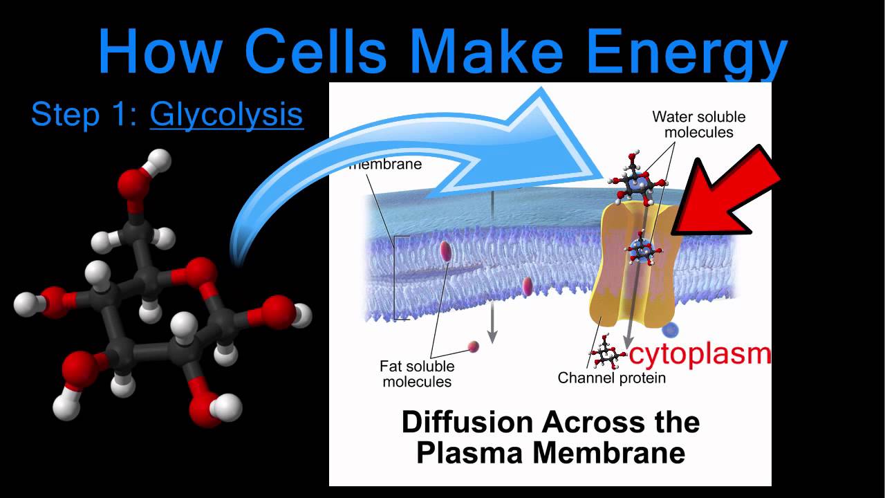 How Cells Make Energy – Step 1: Glycolysis - YouTube