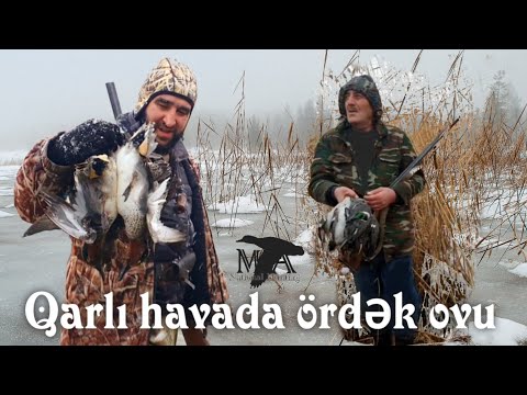 Video: Qışda qarda qırqovul ovu