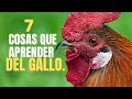 #Ciete #cosas #que #aprender #del #gallo