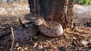 Western Diamondback Rattlesnake safety tips! Rattlesnake Safety