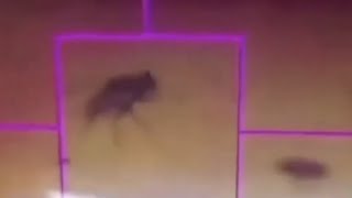 There's a Fly On The Mars Rover! Suggesting It's All Filmed On Earth? @ufonews1
