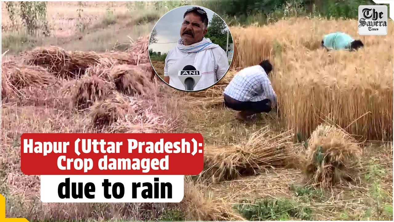 Crop damaged due to rain - YouTube