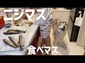 生まれて初めてニジマスを丸ごと一匹食べたシベリアンハスキー