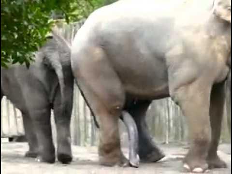 длинный член слона - YouTube