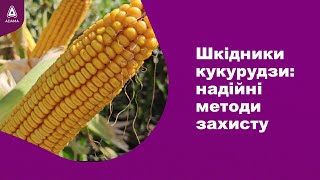 Шкідники кукурудзи: надійні методи захисту. #Агроподорож ADAMA.