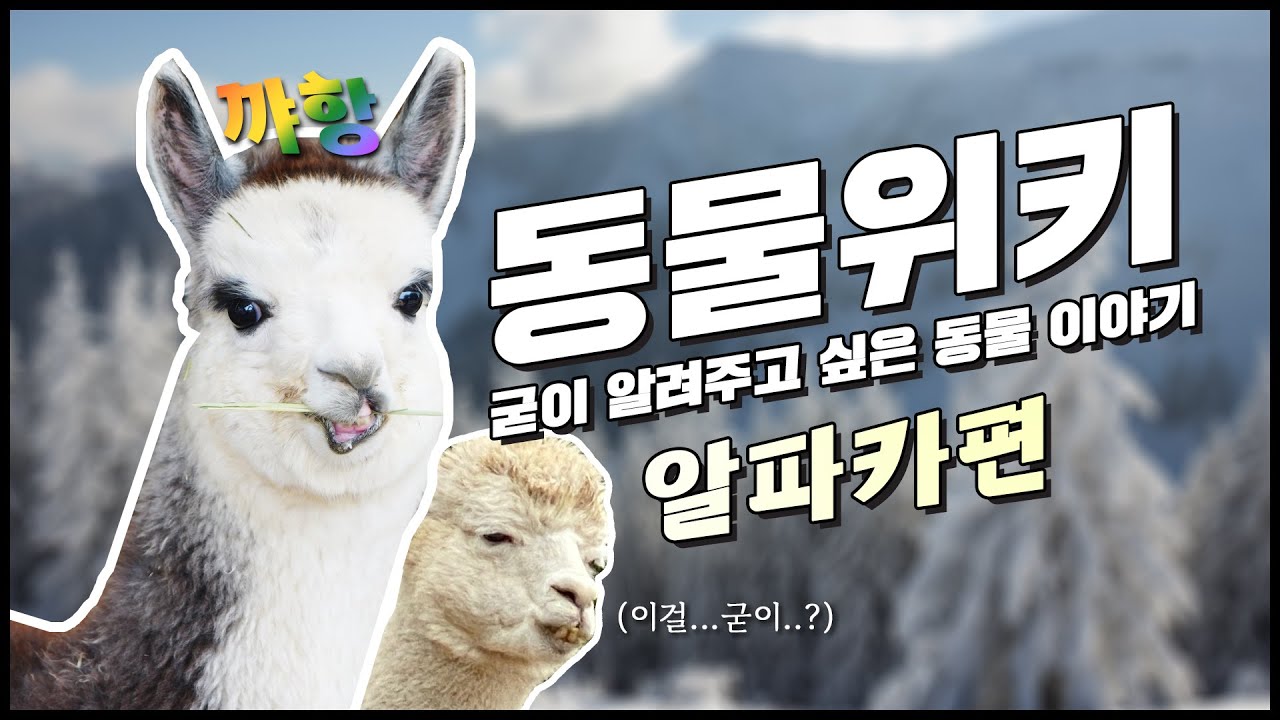 📔동물위키: 굳이 알려주고 싶은 알파카 이야기🦙 - YouTube