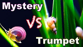 Mystery Snail vs Trumpet Snail: Which One is Better For Your Aquarium?