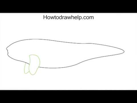 How to draw a KILLER WHALE step by step for kids