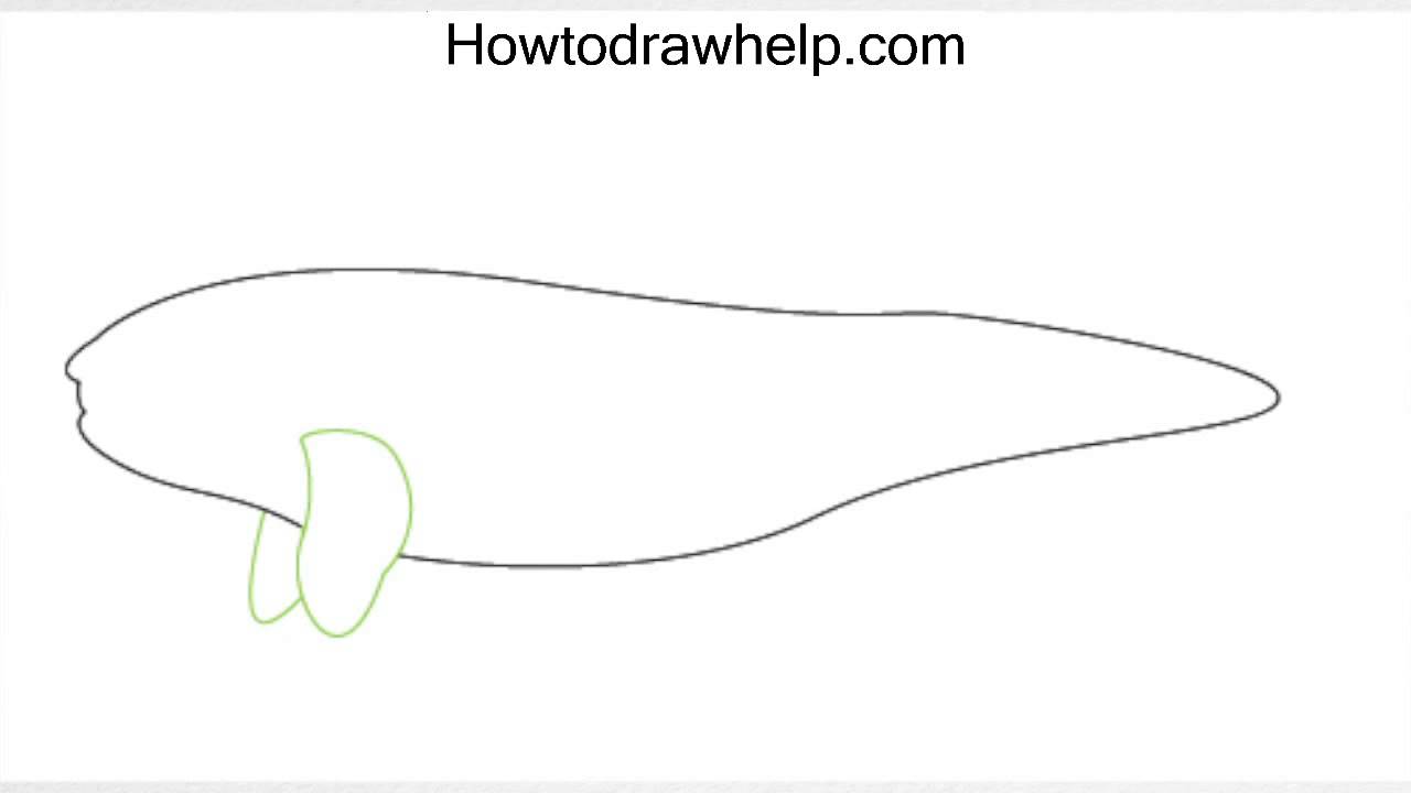 How to draw a KILLER WHALE step by step for kids - YouTube