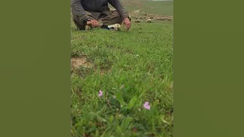 عبداللطيف طاهر تقليد القارئ العالمي رعد محمد الكوردي - سورة عبس