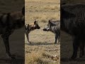 Wild Dog vs Wild Boar Intense Grassland Showdown Caught on Camera #wildlife