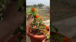 வாங்க, நம்மகிட்ட என்னென்ன செடிகள் இருக்குன்னு பார்க்கலாம்!🪴🥳#gardening #tamilvlog #tipsandtricks