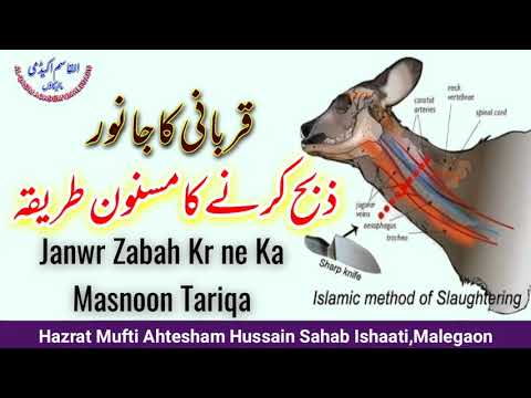 Janwar Zabah krne ka Masnoon tariqa|قربانی کا جانور ذبح کرنے کا مسنون طریقہ