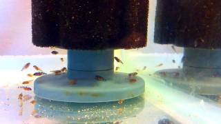 DAY 2 - AFRICAN CICHLID FRY EVOLUTION - 16/06/2011