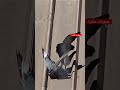 الغراب أستغرب من الحمامة الغراب أستغرب من الحمامة