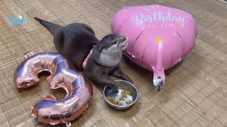 カワウソおかゆちゃん、３歳の誕生日！　Otter Okayu, Happy 3rd birthday!