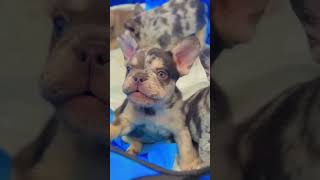 Beautiful Frenchie pup talking fur the 1st time