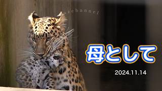 A Mother's Desperate Cry 🐆🧡 Mirai's First Time as a Mom - YouTube