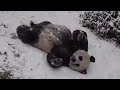 SNOW! Queen MEI XIANG Slides & King TIAN TIAN Rolls!!❄️👑🐼🐼👑❄️1/31/21