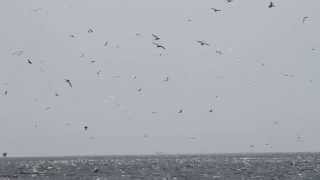 Northern Gannets Galore