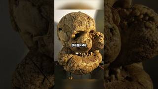 Редкие Фото которые вы Никогда не видели. Часть 260 #история #фото #редкое #фаты #прошлое #shorts
