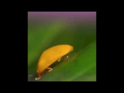 cute yellow bug