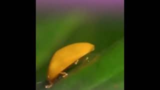 cute yellow bug
