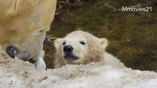 夢中で遊ぶホッキョクグマのこぐま~Polar Bear twin cubs are playing